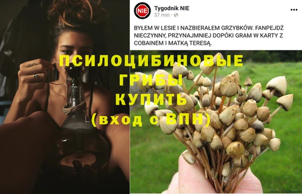 PSILOCYBIN Беломорск